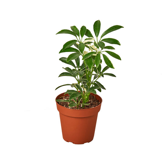 Schefflera Moonlight 'Umbrella Plant' - The Umbrella Academy: Variegated Evergreen Houseplant with Washed Out Yellow Leaves