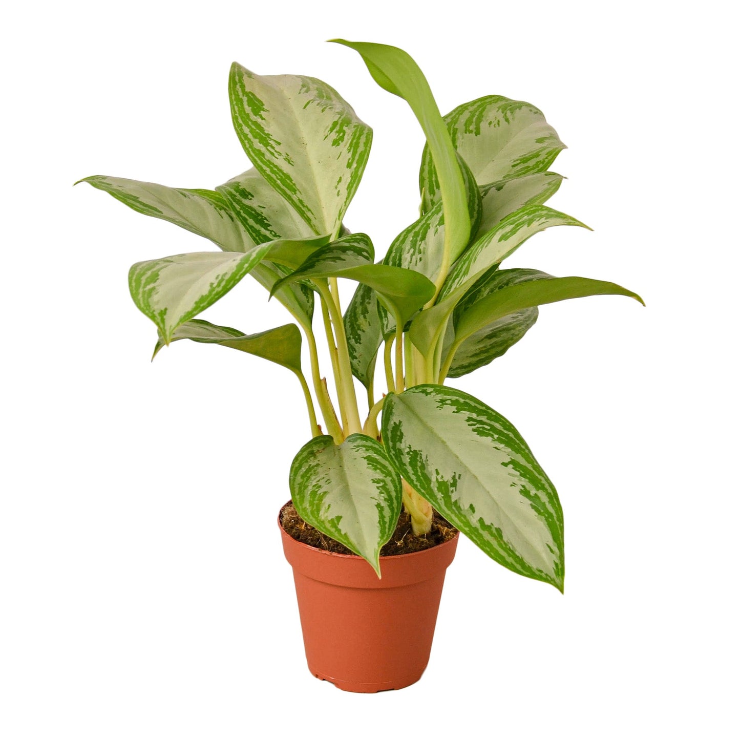 Chinese Evergreen 'Silver Bay' - Silver Chic: Easy-Care Indoor Houseplant with Unique Leaf Patterns