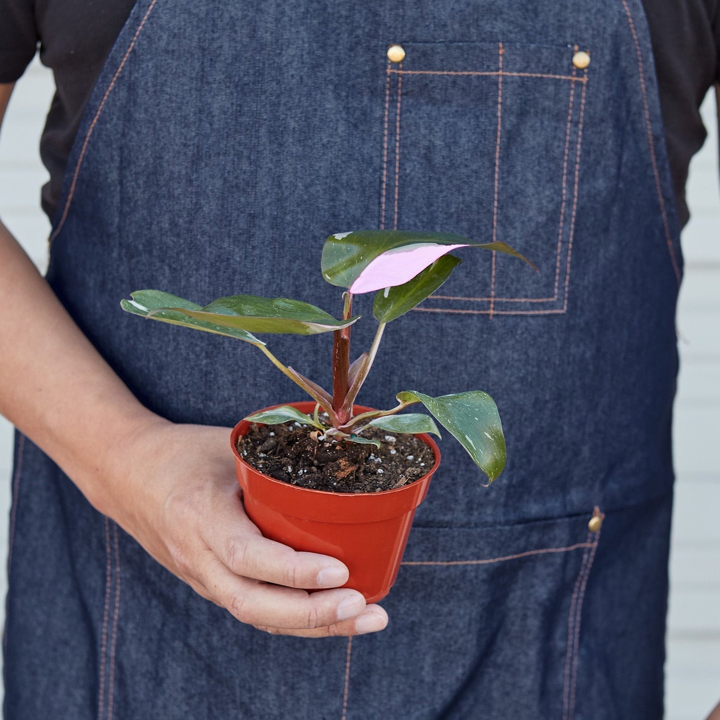 Philodendron 'Pink Princess' - Royal Blush Delight: Rare Variegated Wax Leaf Beauty