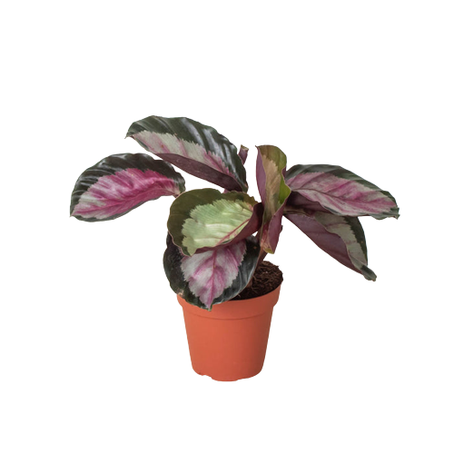 Calathea roseopicta 'Silvia' - Silvia's Secret: Stunning Tropical Prayer Plant