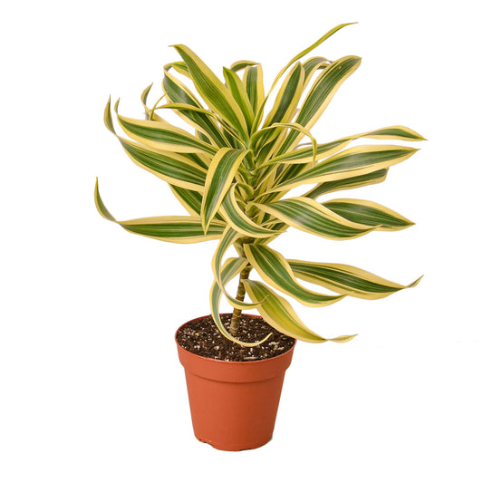 Dracaena 'Song of India' - Musical Leaves: Easy-Care, Variegated Foliage Houseplant