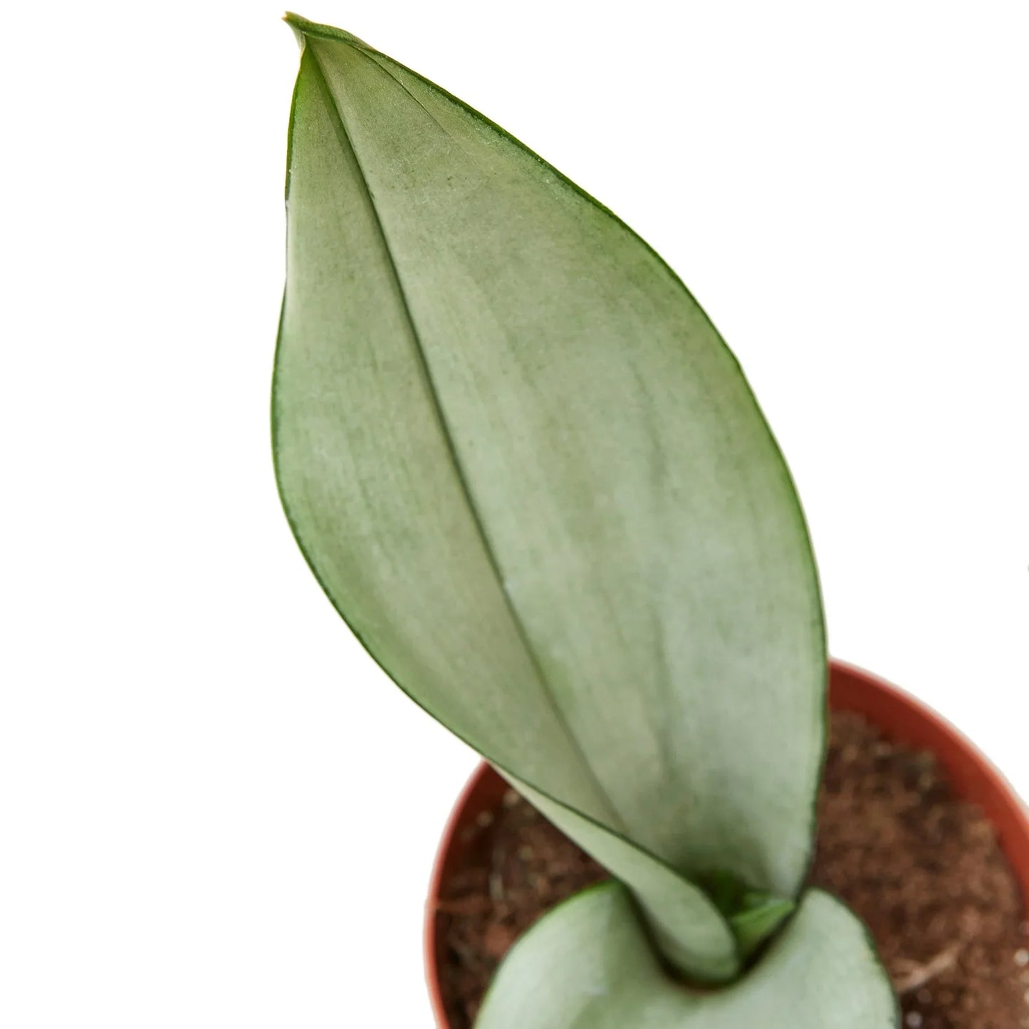 Snake Plant Moonshine - Moonshine Marvel: Air-Purifying, Drought-Tolerant Houseplant