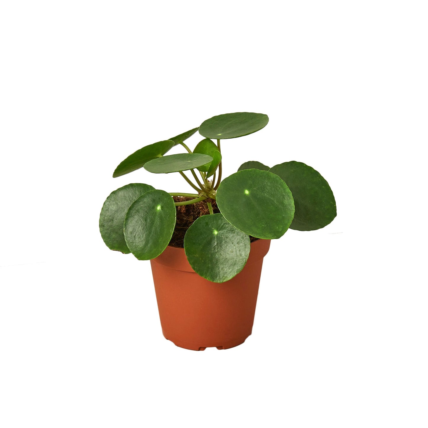 Pilea Peperomioides 'Chinese Money' - Fortune Cookie Flora: Easy-Care, Air-Purifying Houseplant