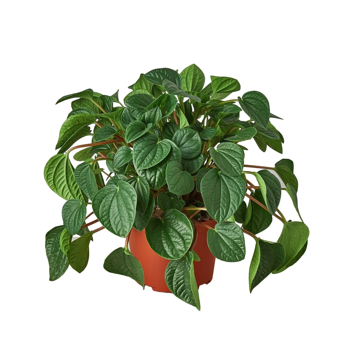 Peperomia 'Rana Verde' - Froggy Charm: Easy-Care Radiator Plant with Jade Leaves