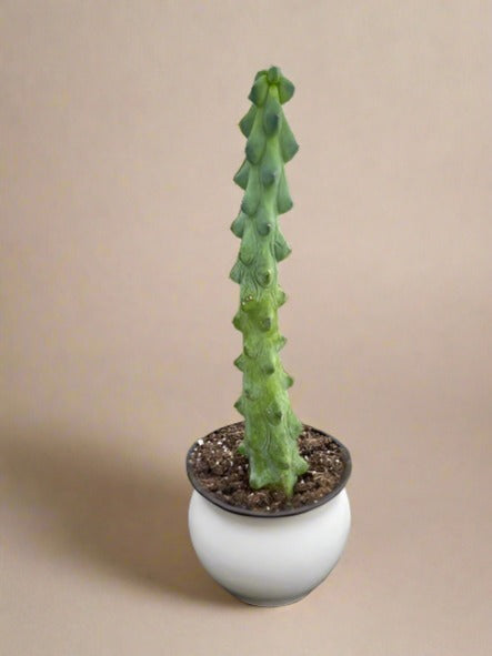 Boobie Cactus - Cheeky Nods: Unique and Playful Indoor Plant for Succulent Lovers