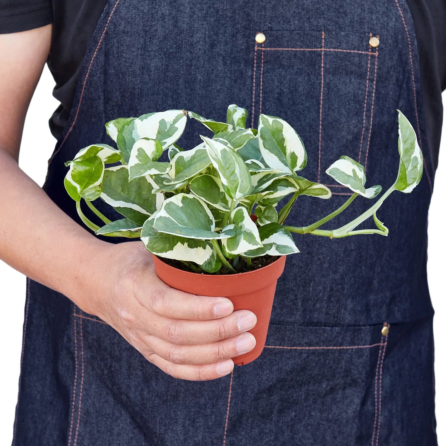 Pothos 'N'joy' - N'Joy the Climb: Air-Purifying Vine Houseplant with Variegated Leaves