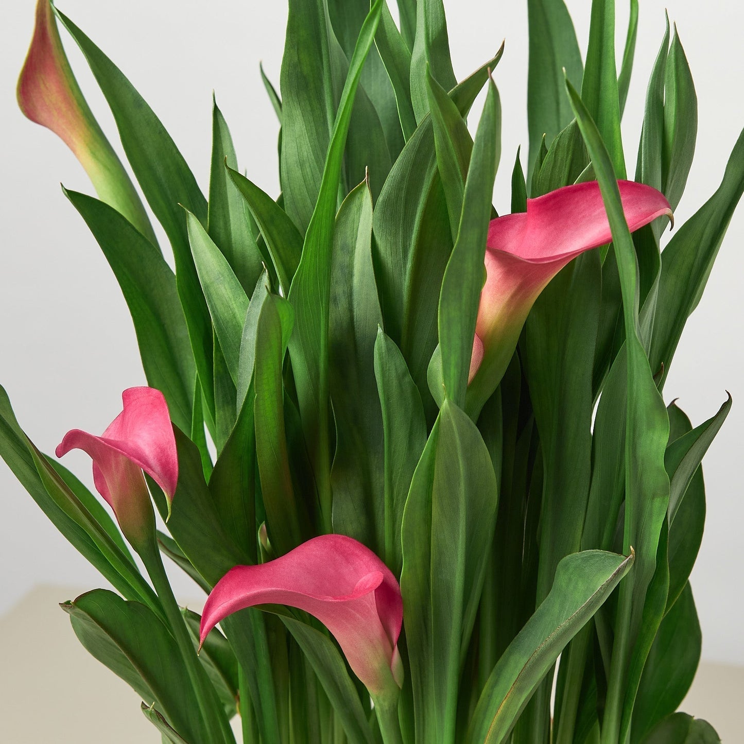 Calla Lily - Colorful Callas: Versatile Indoor & Outdoor Flowering Plant in a Variety of Colors