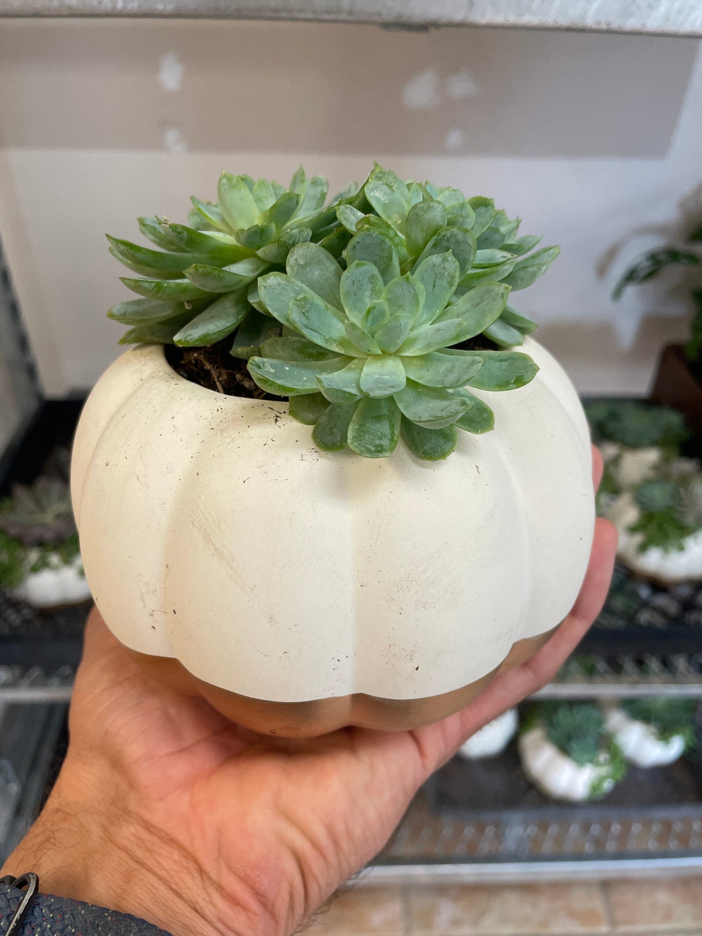 Pumpkin Succulent Garden - Pumpkin Patch Party: Charming Assortment of Hardy Succulents