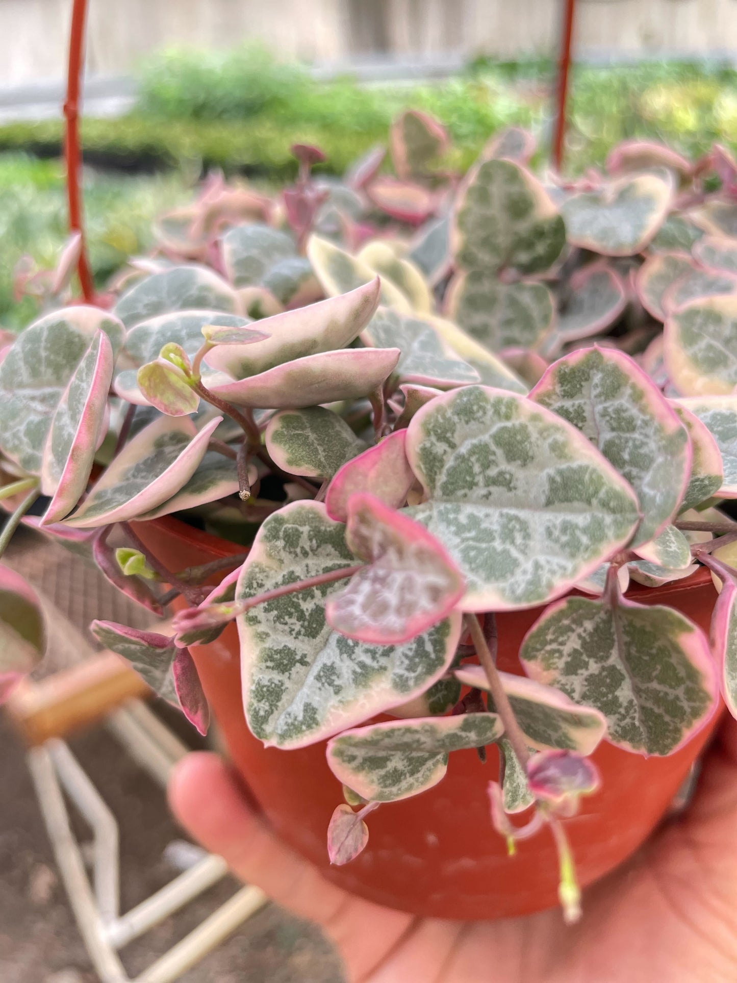 String of Hearts Variegated - Love Vines: Trailing Succulent with Heart-Shaped Leaves