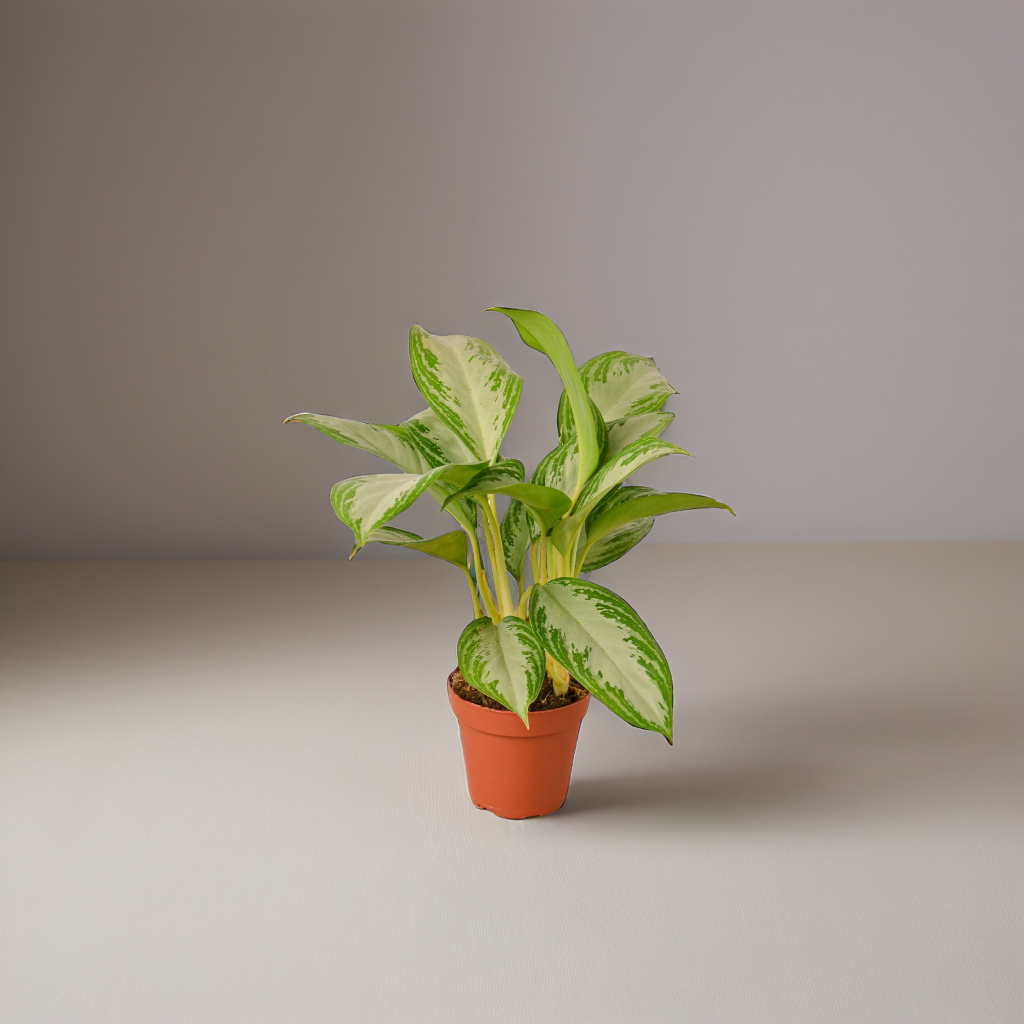 Chinese Evergreen 'Silver Bay' - Silver Chic: Easy-Care Indoor Houseplant with Unique Leaf Patterns