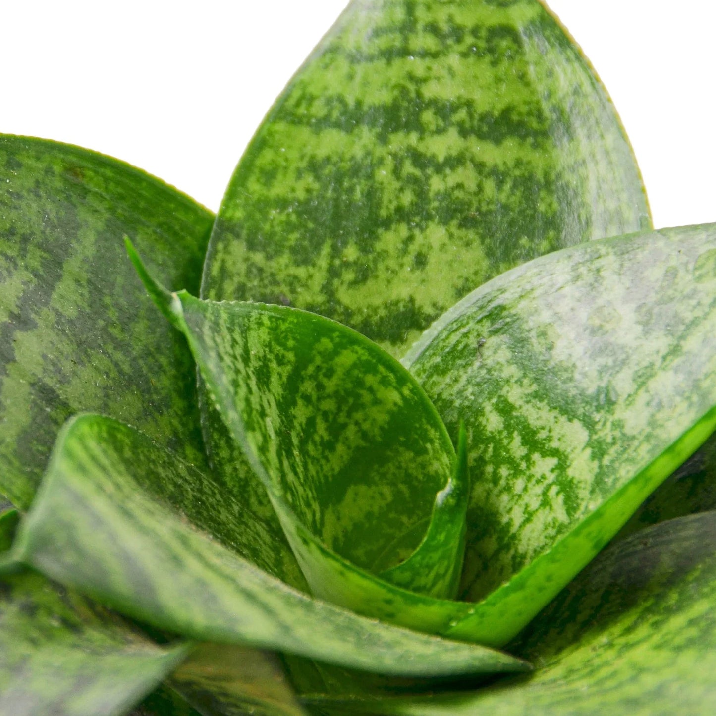 Snake Plant Black Robusta - The Indestructible: Air-Purifying, Drought-Tolerant Houseplant