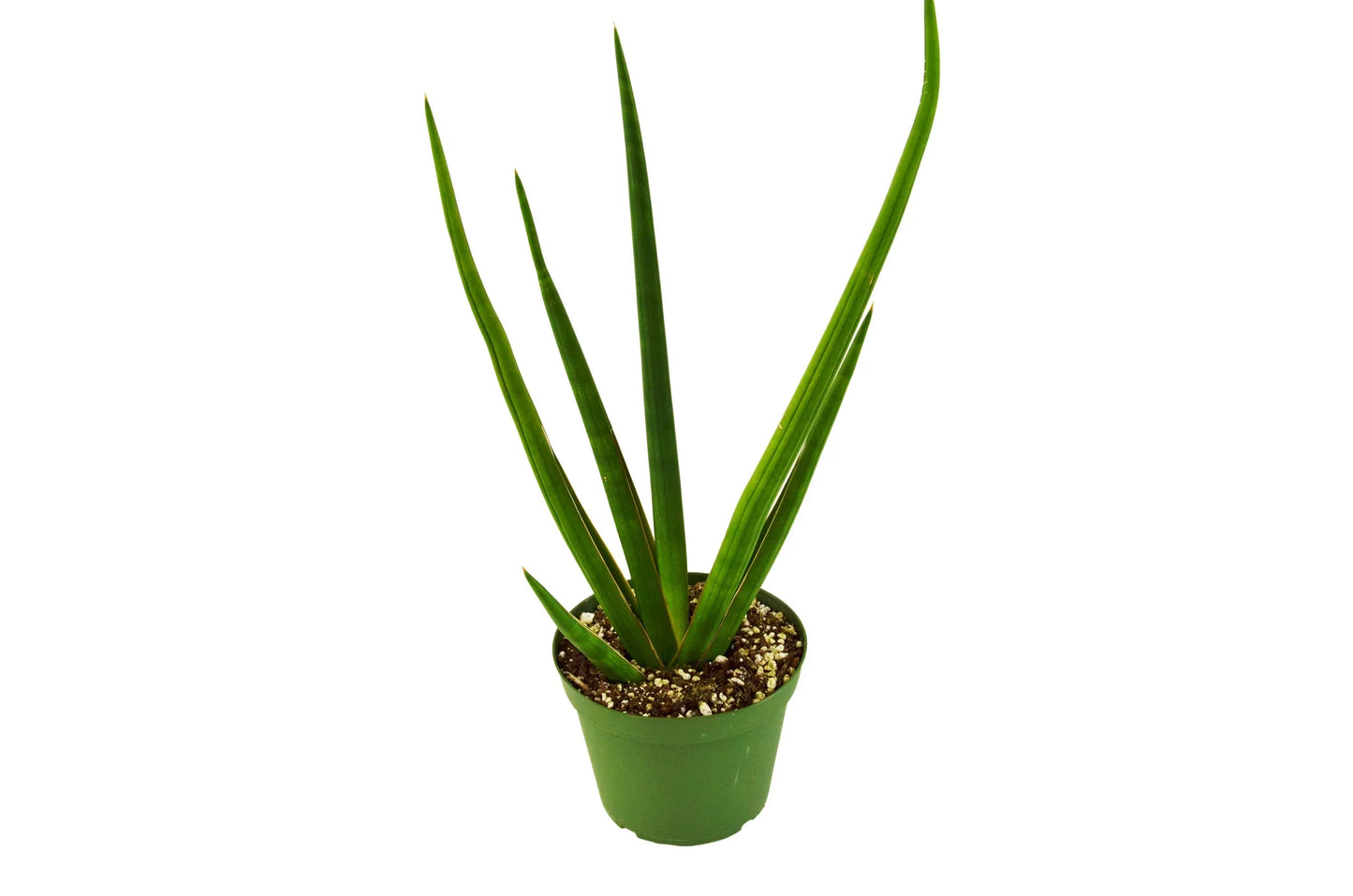 Snake Plant Cylindrica - Spirals of Serenity: Air-Purifying Drought-Tolerant Houseplant