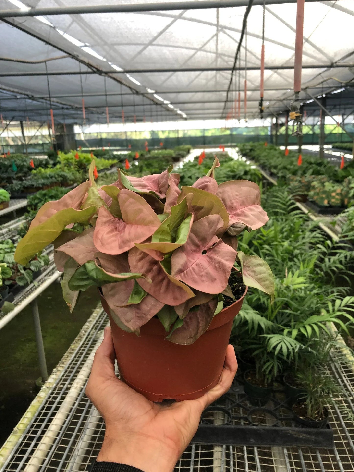 Syngonium Strawberry - Berry Bliss Baby: Vibrant Pink-Red Goosefoot Plant