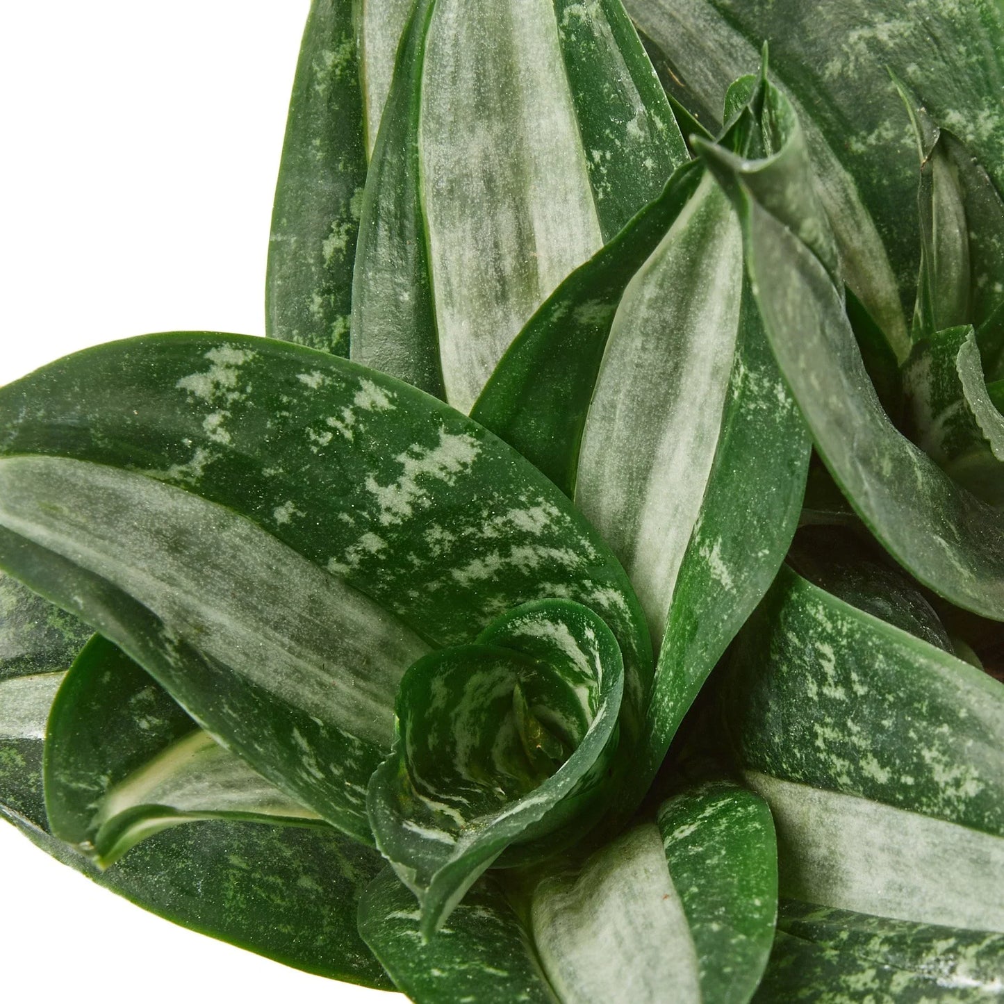 Snake Plant Silver Streak - Silver Siren: Air Purifying, Low Maintenance Houseplant