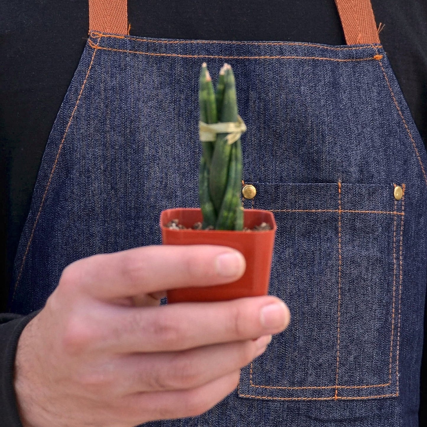 Twist 'n Shout: Braided Snake Plant - Twisted Tropics: Low-Maintenance Air-Purifying Houseplant