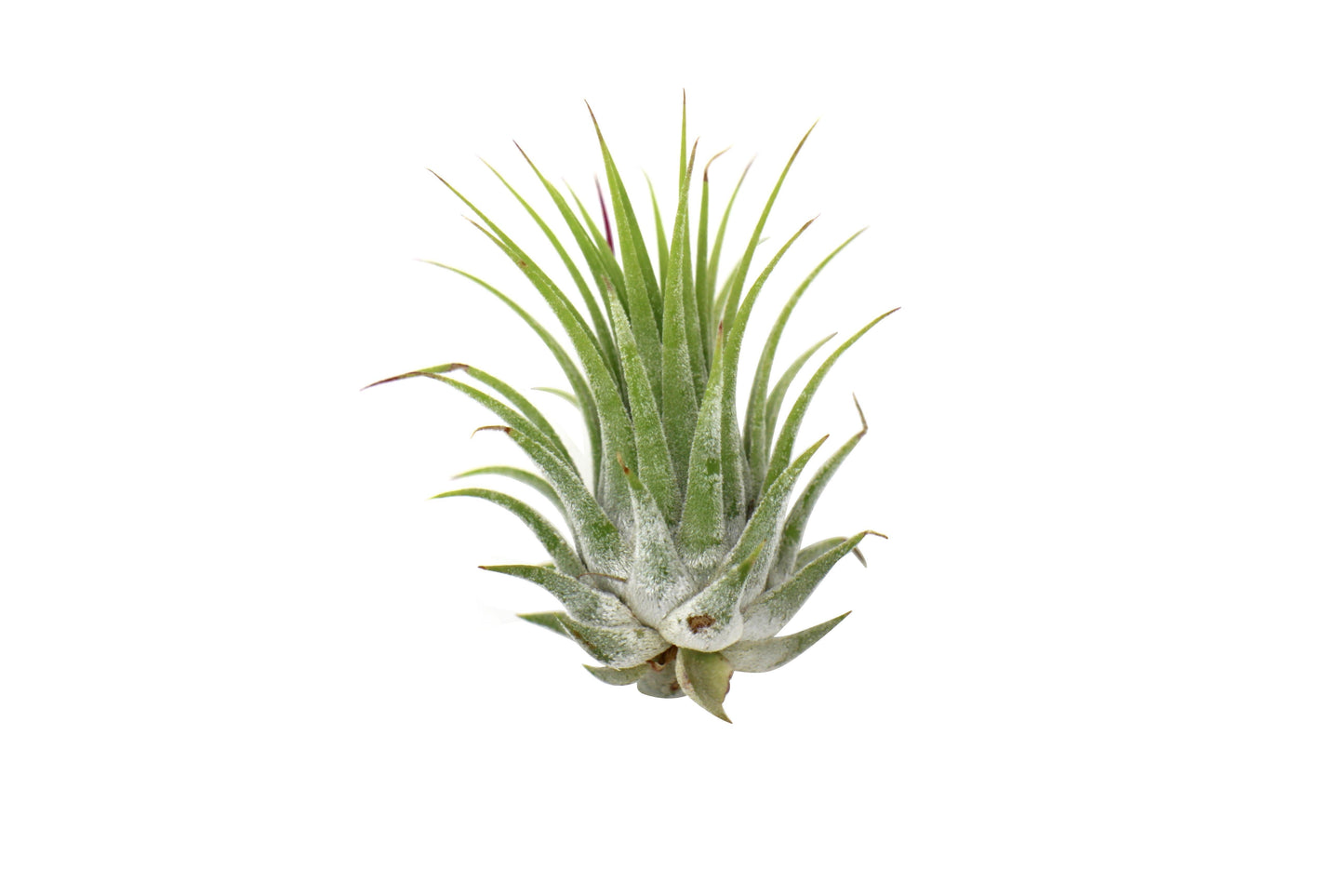 Tillandsia Air Plant Ionantha - Spiky Spice Squad: Versatile, Easy-to-Cultivate 5 Pack