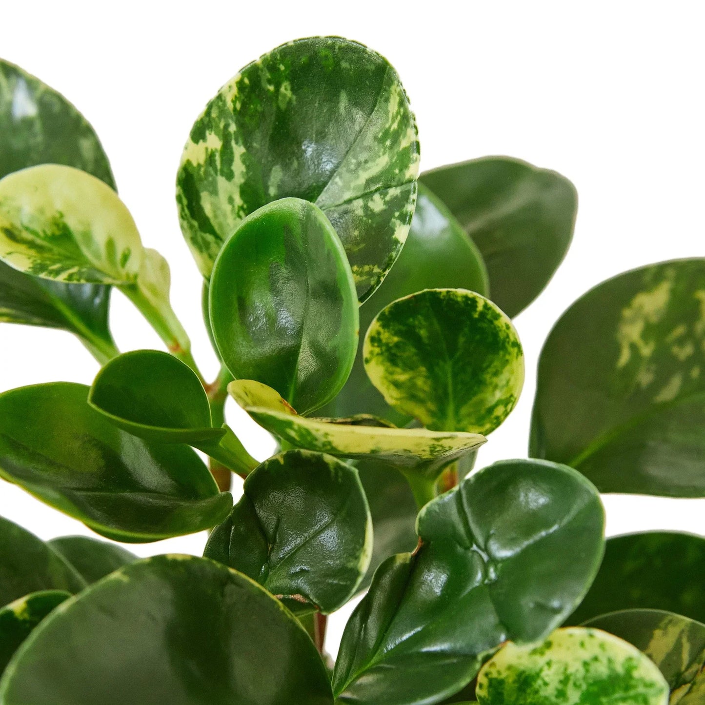 Peperomia 'Marble' - Marble Marvel: Easy-Care Perennial Radiator Plant