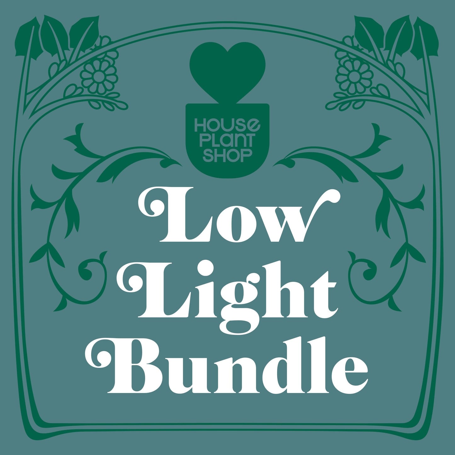 Low Light Bundle - City Slicker's Secret Garden: Perfect Indoor Plants for Low Light and Dark Apartments