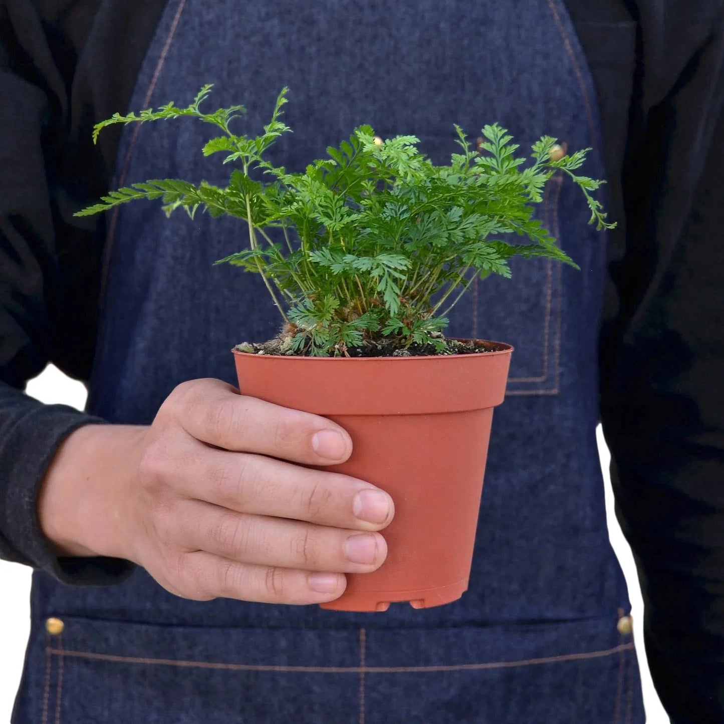 Rabbit's Foot Fern - Hoppin' Foliage: Unique Indoor Plant with Furry Rhizomes