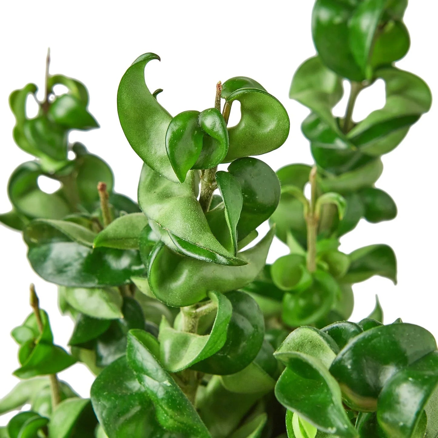 Hoya Rope Plant - Twist & Shout: Easy-Care, Unique Succulent Vines