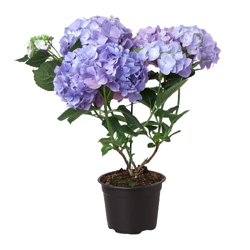 Blue Hydrangea - Hydrangea Blue-Splosion! Hardy, Long-Lasting Blooms