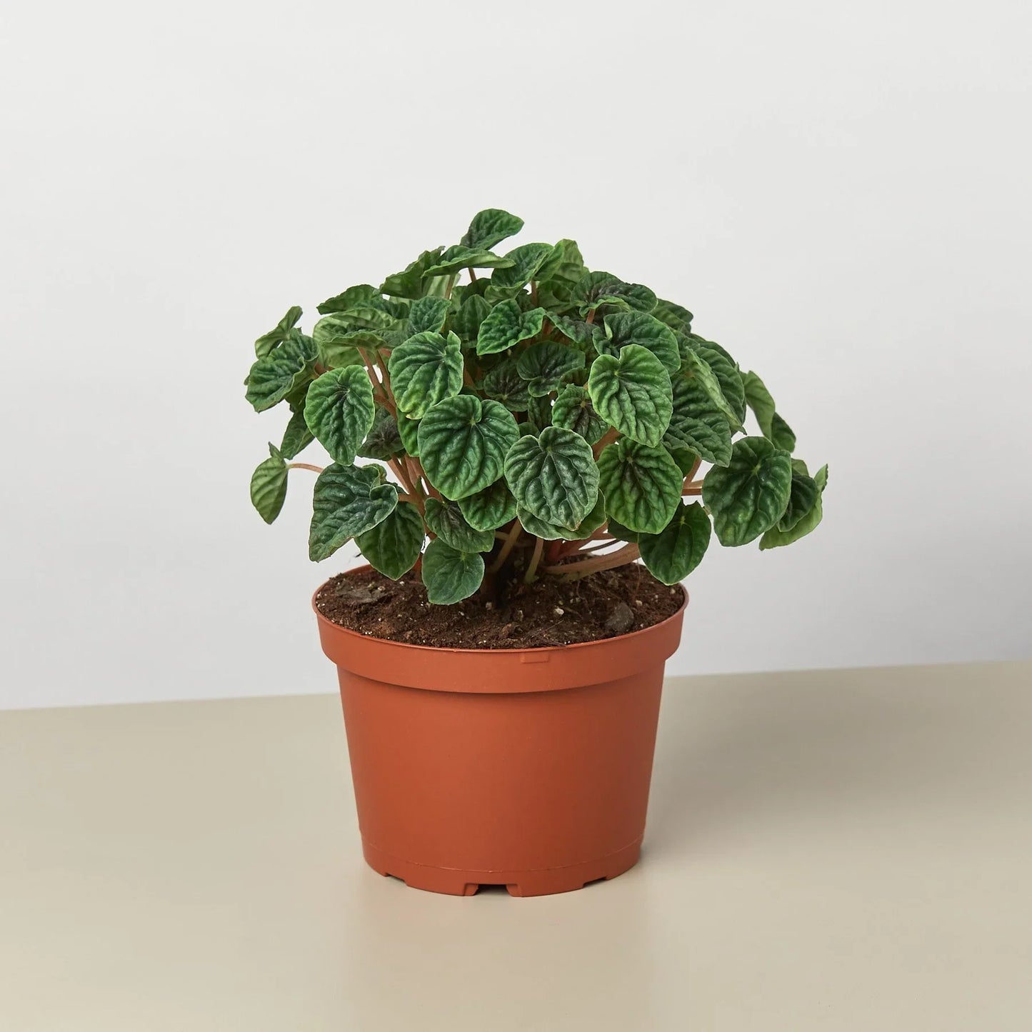Peperomia 'Ripple' - Wave Hello: Bushy Indoor Plant with Heart-Shaped, Furrowed Leaves