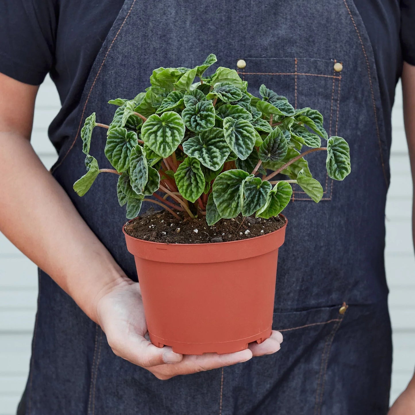 Peperomia 'Ripple' - Wave Hello: Bushy Indoor Plant with Heart-Shaped, Furrowed Leaves