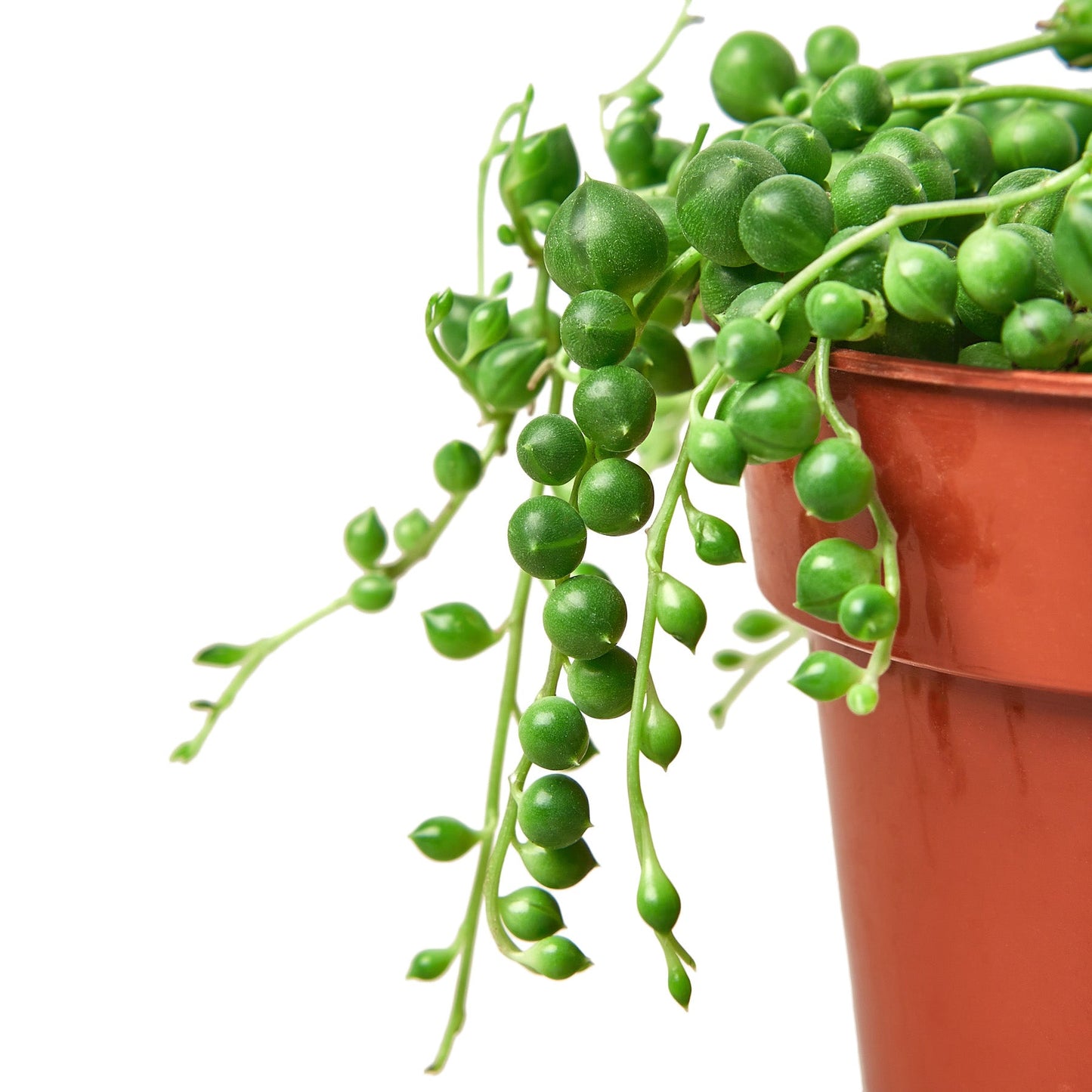 Succulent 'String of Pearls' - Pearlfection in a Pot: Drought-Tolerant, Trailing Houseplant