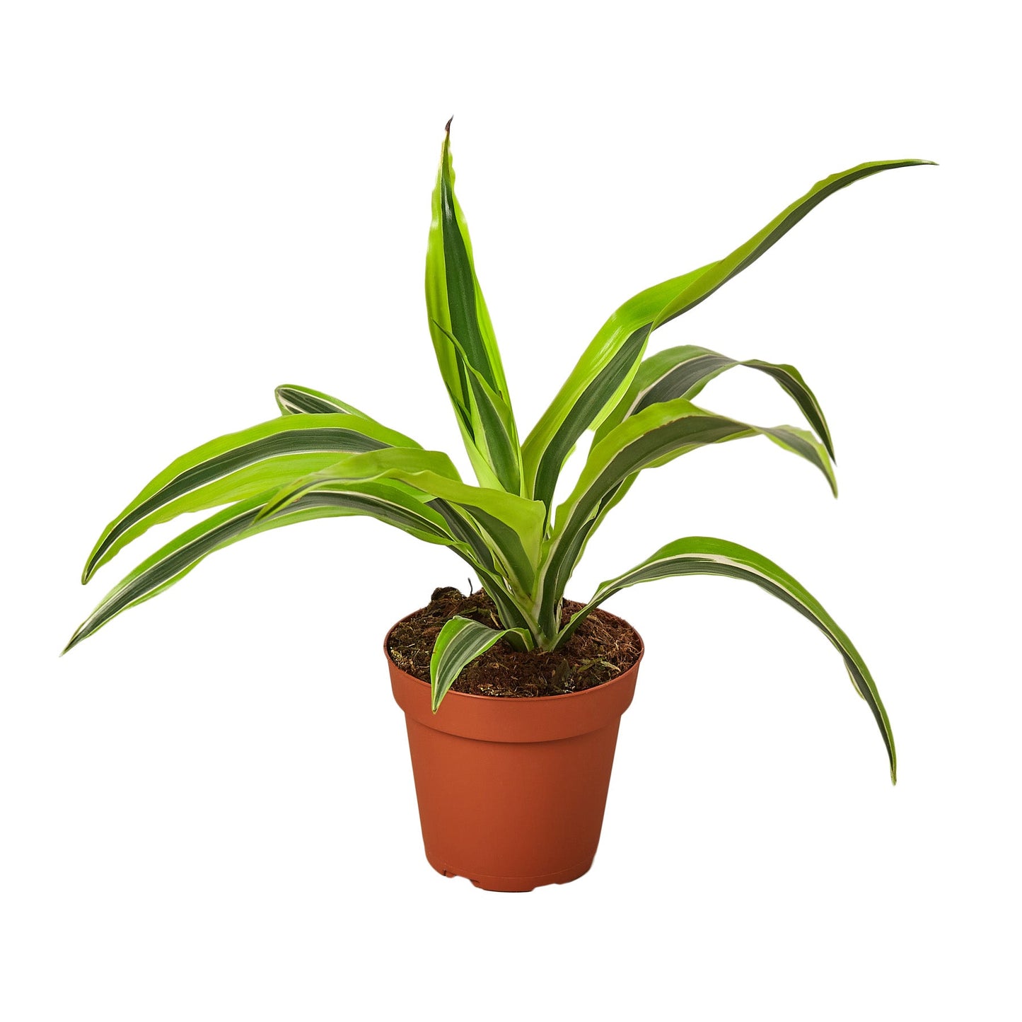 Dracaena Deremensis 'Lemon Surprise' - The Zesty Wonder: Bright and Air-Purifying Dragon Tree