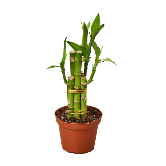 Dracaena 'Lucky Bamboo' - Fortune Forest: Vibrant Green Dragon Tree for Good Luck & Stylish Décor