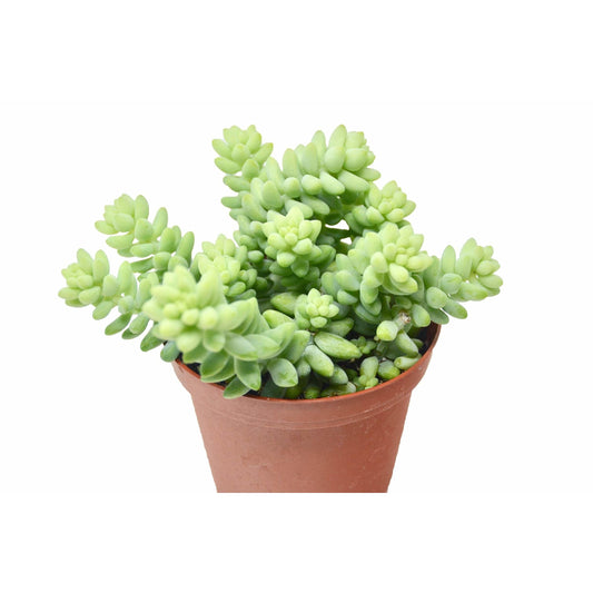 Sedum 'White Stone Crop' Succulent - Rockin’ White Beauty: Easy-Care, Hardy, and Stunning Houseplant