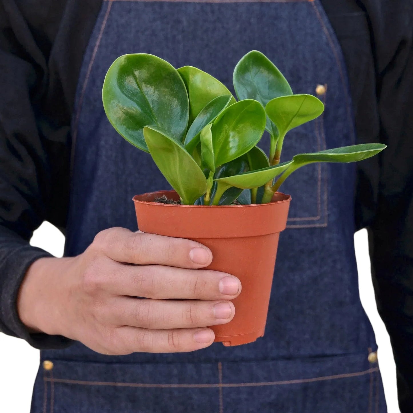 Peperomia Thailand - Leafy Little Buddy: Low Maintenance Radiator Plant