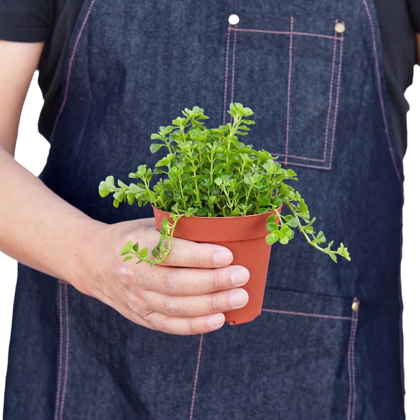 Nettle 'Baby's Tear' - Lil’ Green Carpet: Compact Evergreen Ground Cover Plant