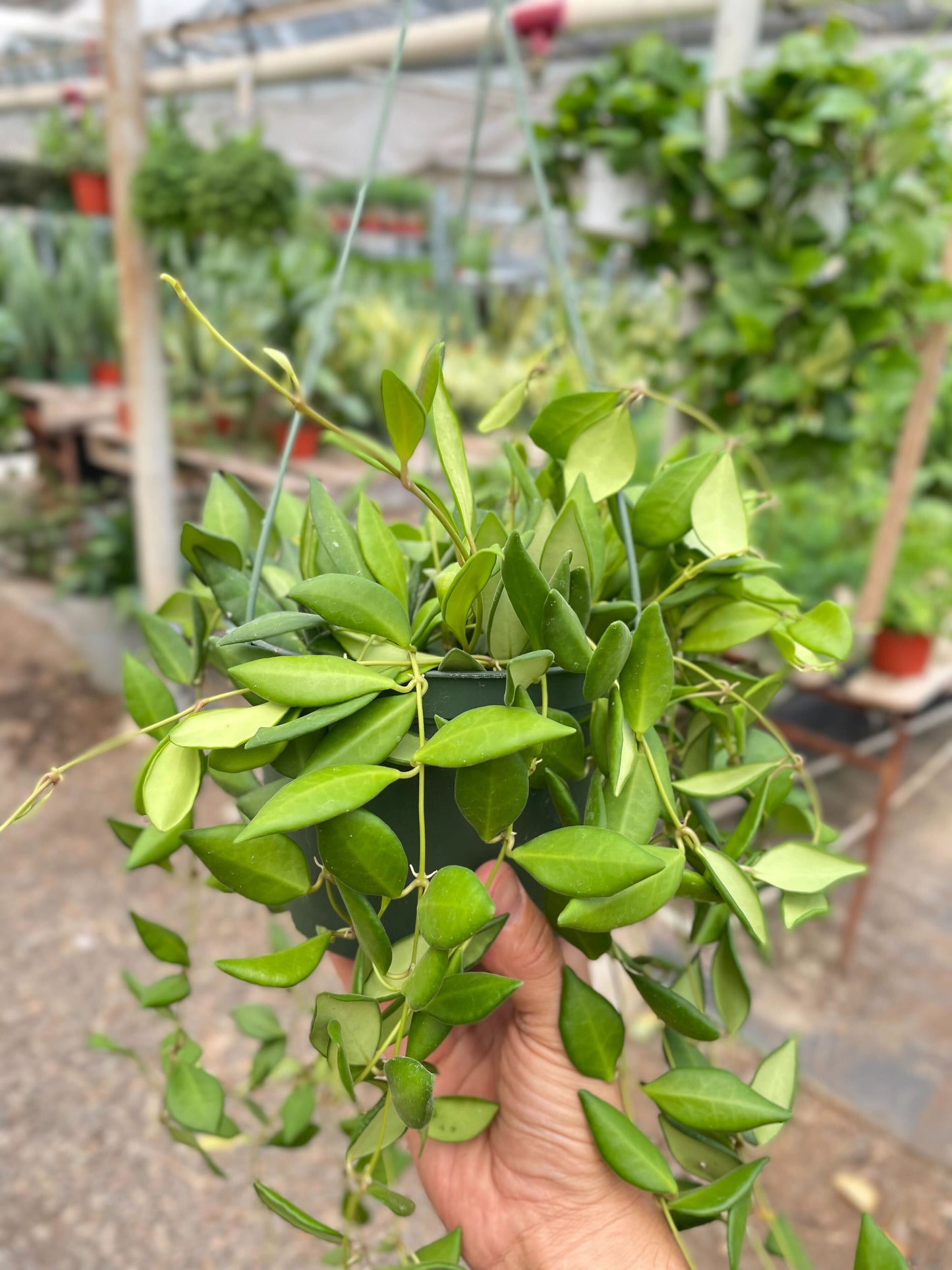 Hoya 'Burtoniae' - The Velvety Viner: Easy-Care, Evergreen Wax Plant