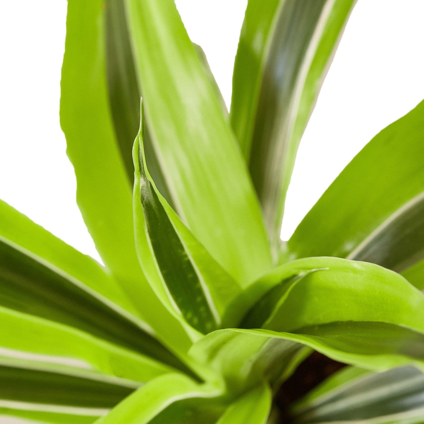 Dracaena Deremensis 'Lemon Surprise' - The Zesty Wonder: Bright and Air-Purifying Dragon Tree