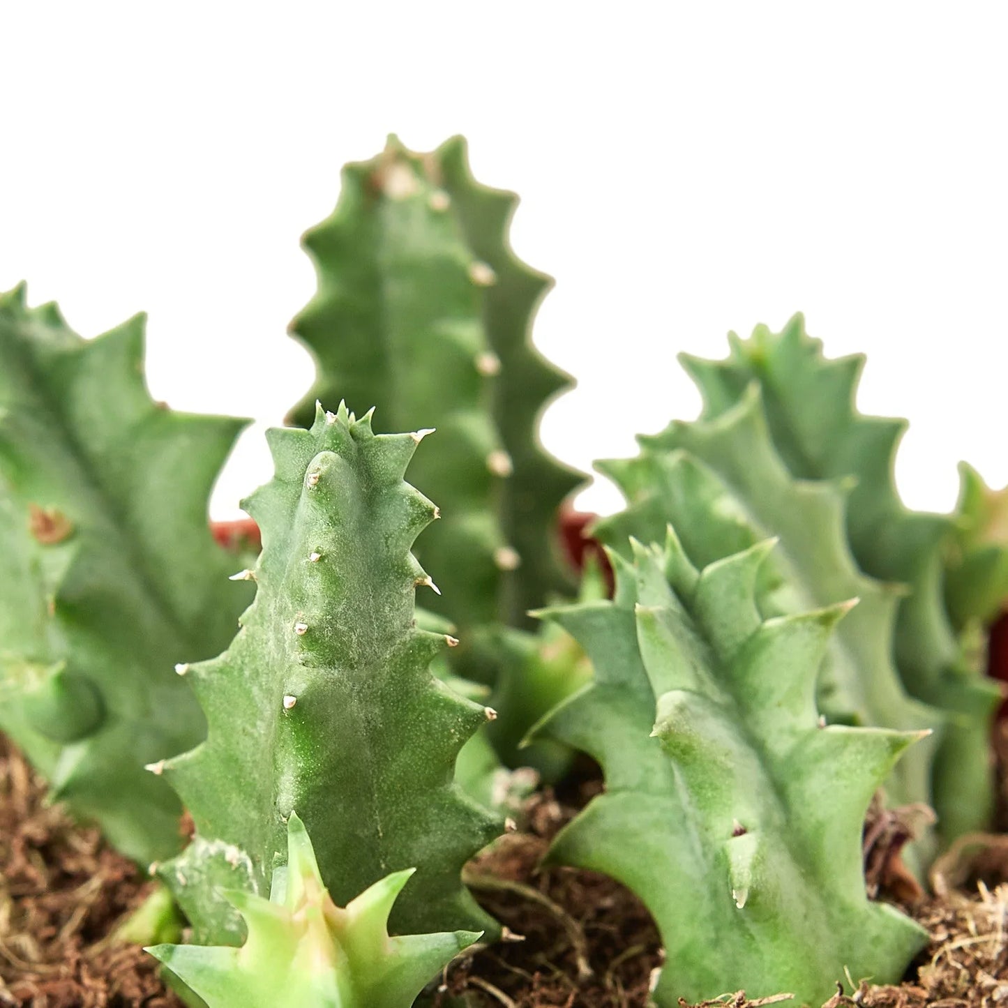 Lifesaver Cactus - Sweet Succulent Surprise: Unique Stem Shapes and Low Maintenance