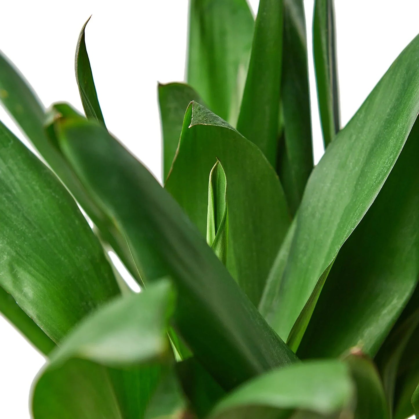 Cordyline Glauca - Green Majesty: Lush, Vibrant Foliage