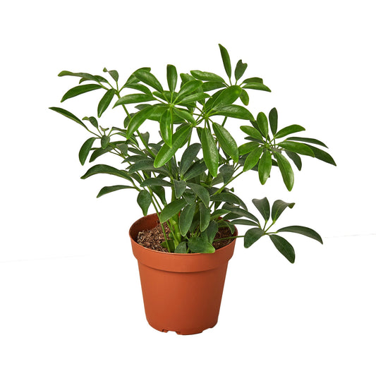 Schefflera Arboricola 'Umbrella' - Little Green Guardian: Easy-Care Evergreen Dwarf Umbrella Tree