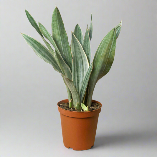Silver Star: Snake Plant 'Sayuri' - Low Maintenance Indoor Plant, Perfect for High Light and Humidity, Versatile Decor