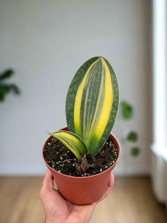 Variegated Shark Fin Snake Plant - Easy Care, Low Light Indoor Houseplant with Striking Green and Yellow Paddle-Like Leaves