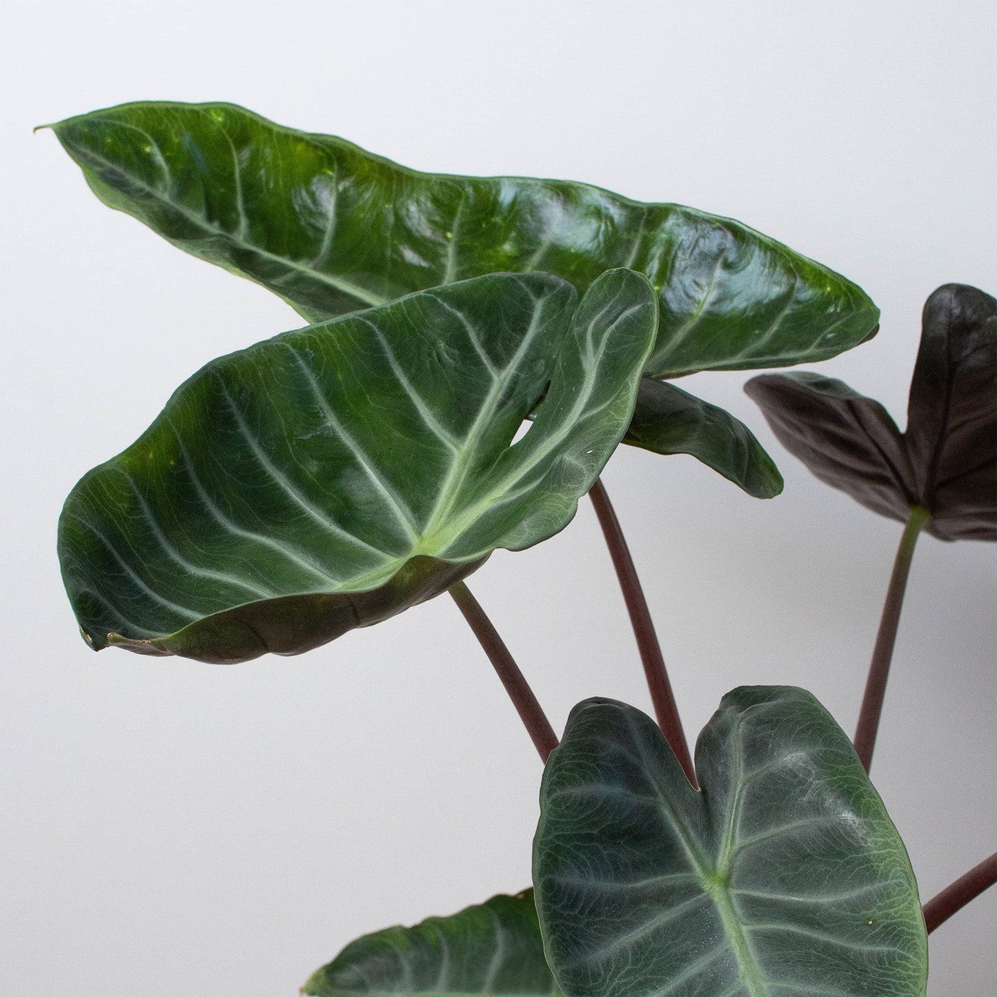 Dark Knight: Alocasia 'Ebony' - Gotham Greenery: Striking Foliage High Moisture Indoor & Outdoor Plant