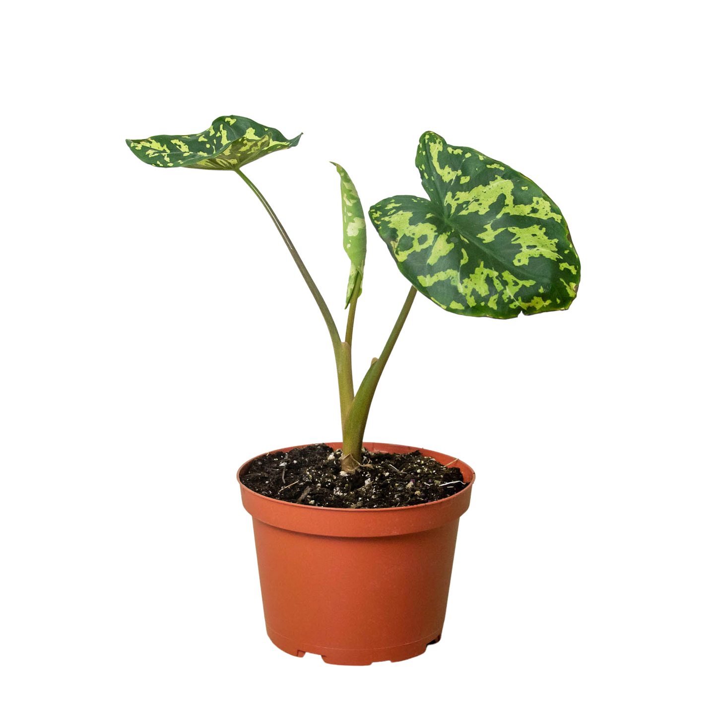 Camouflage Charm: Alocasia 'Hilo Beauty' - Tropical Camo Diva: Stunning Indoor Plant with Variegated Leaves