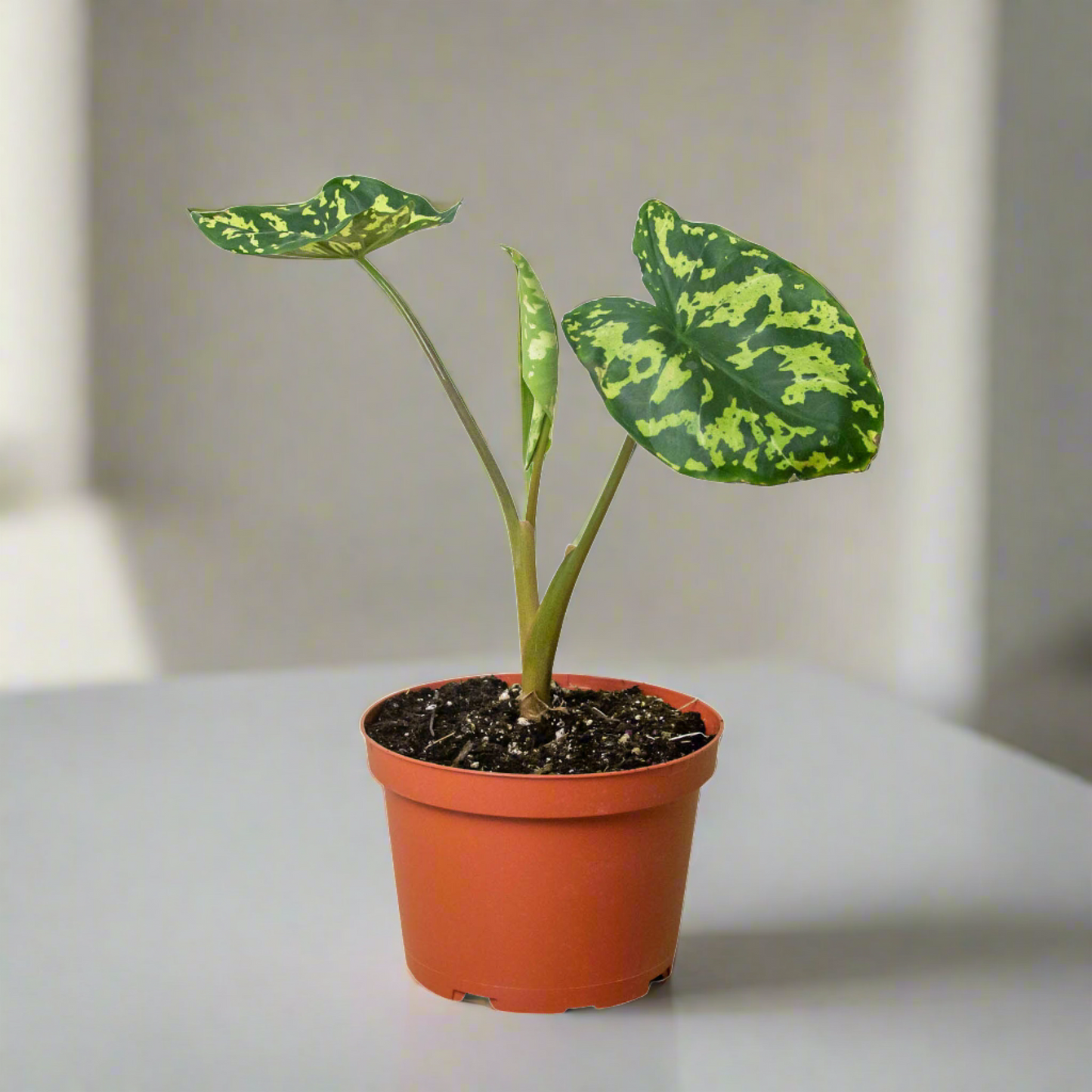 Camouflage Charm: Alocasia 'Hilo Beauty' - Tropical Camo Diva: Stunning Indoor Plant with Variegated Leaves