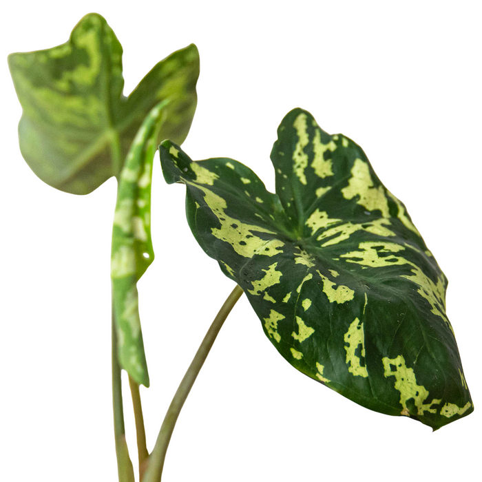 Camouflage Charm: Alocasia 'Hilo Beauty' - Tropical Camo Diva: Stunning Indoor Plant with Variegated Leaves