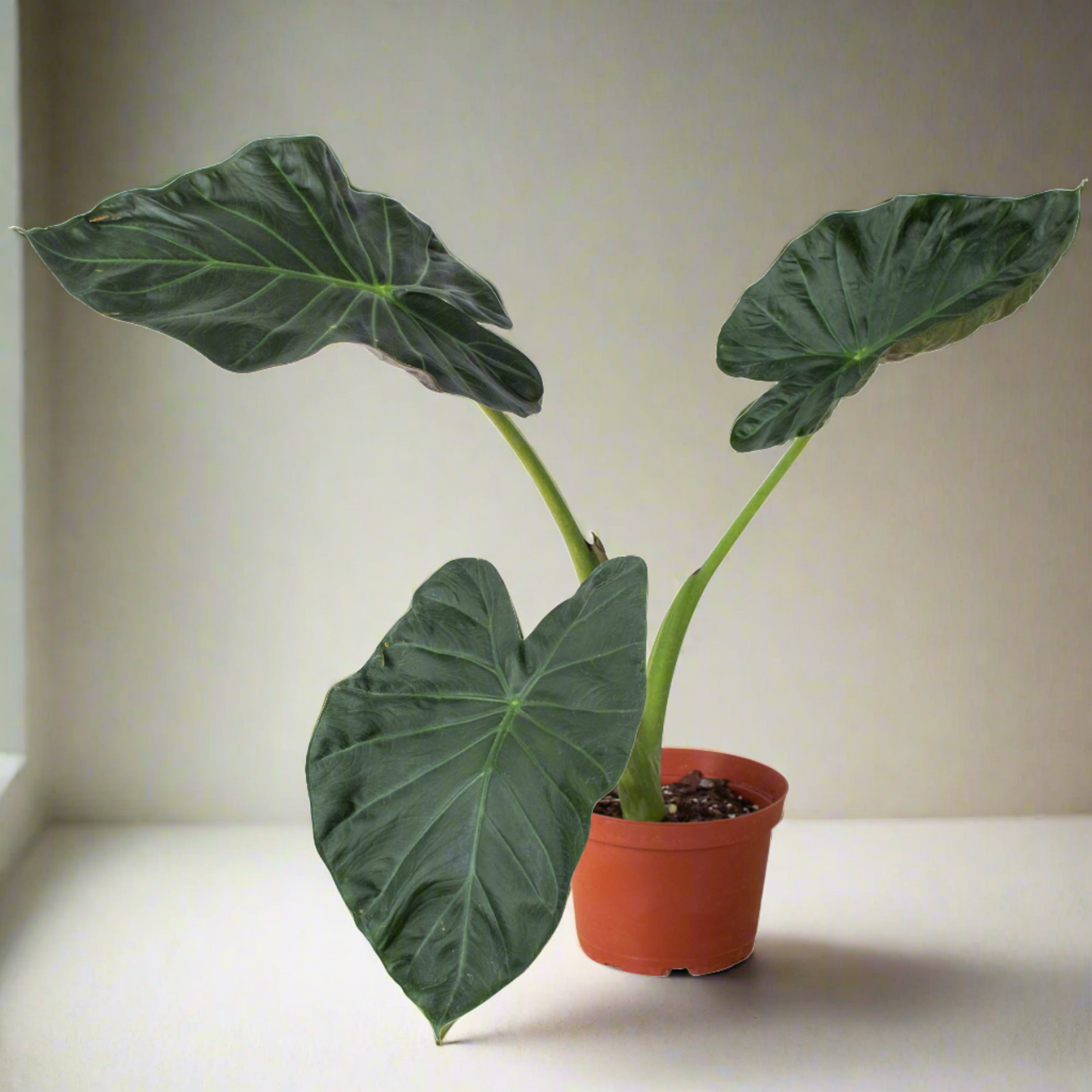 Regal Majesty: Alocasia 'Regal Shields' - Royal Splendor, Exotic Elegance with Grand Foliage, Indoor Plant