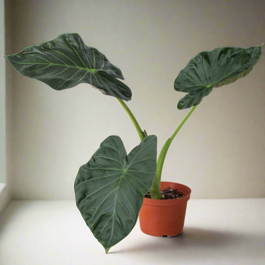 Regal Majesty: Alocasia 'Regal Shields' - Royal Splendor, Exotic Elegance with Grand Foliage, Indoor Plant