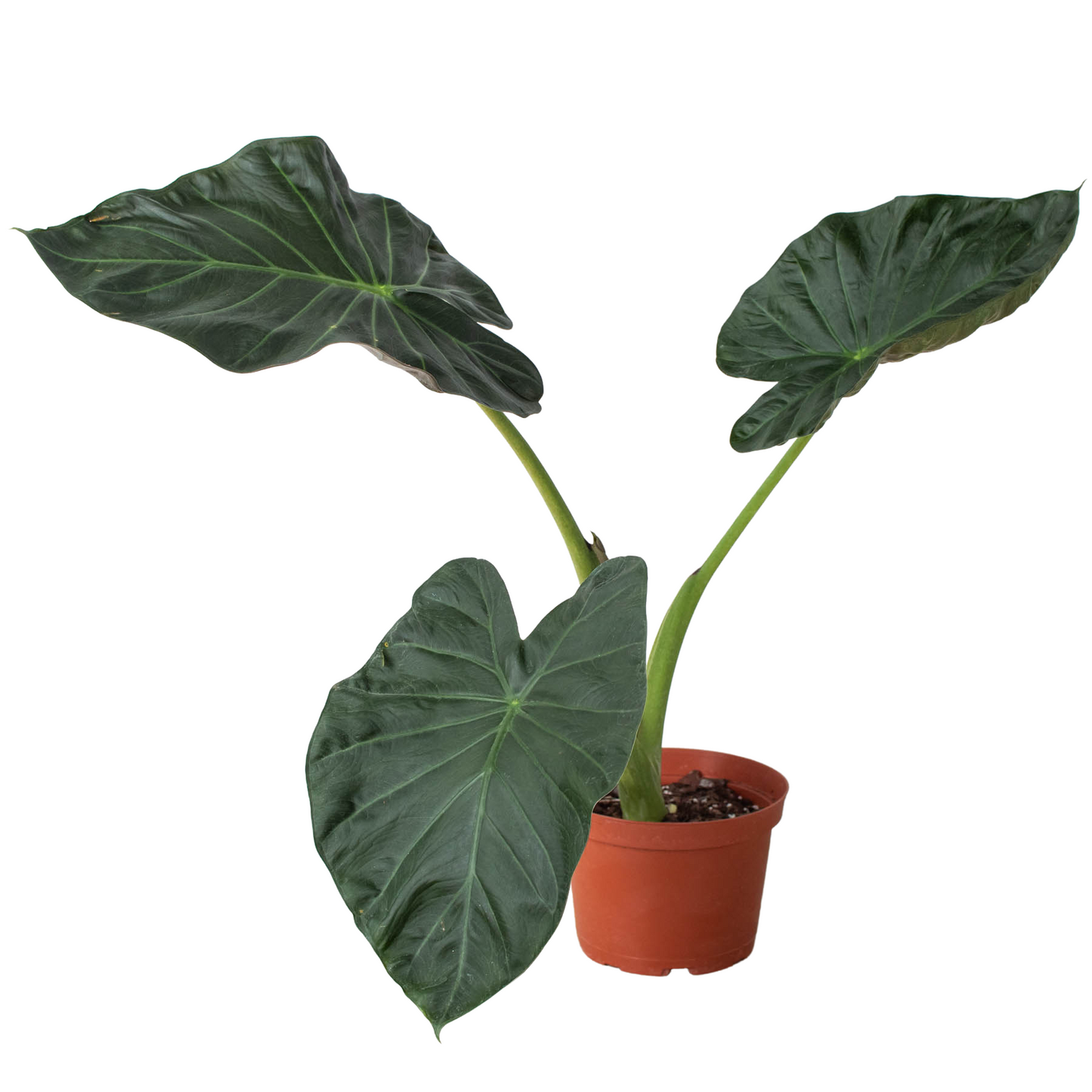 Regal Majesty: Alocasia 'Regal Shields' - Royal Splendor, Exotic Elegance with Grand Foliage, Indoor Plant