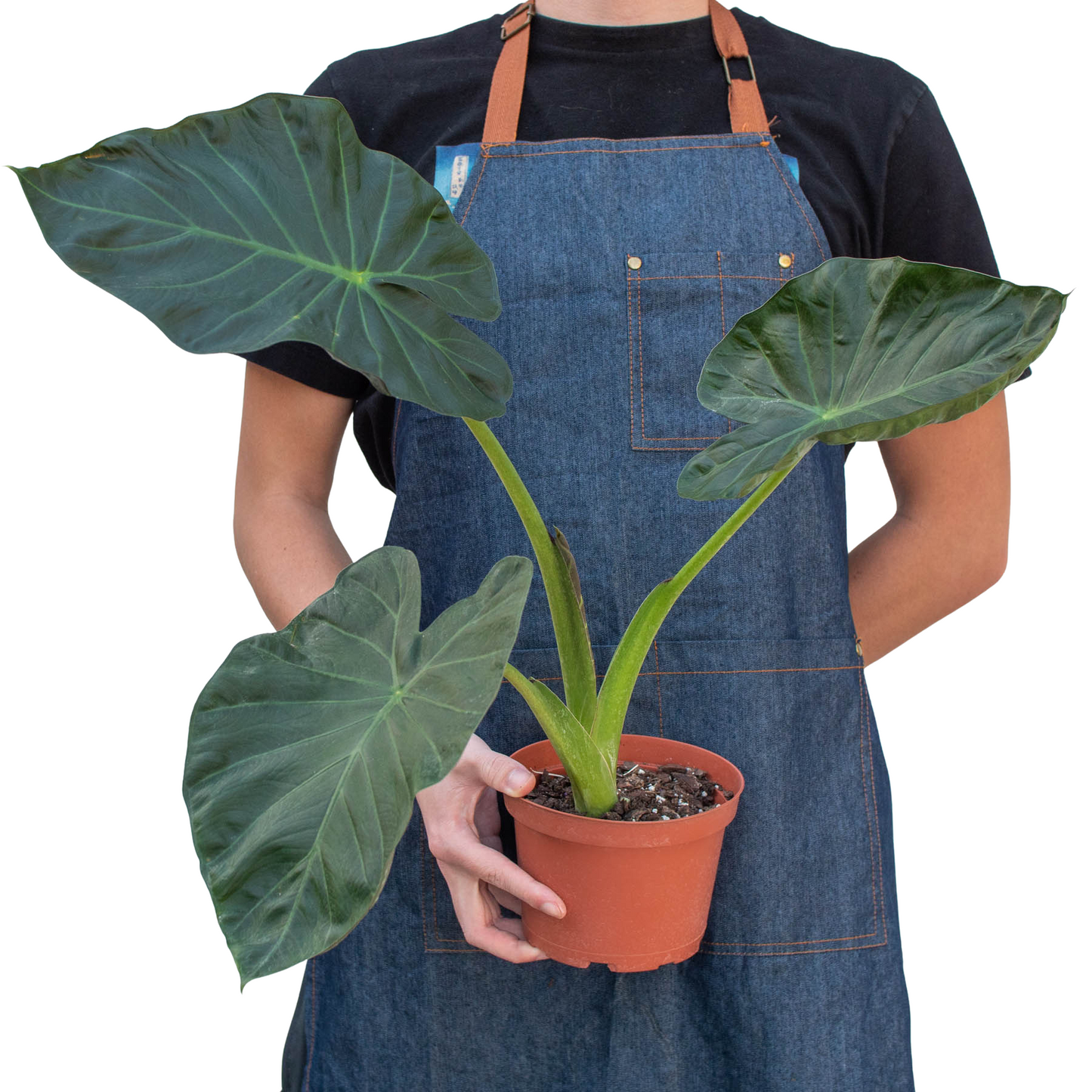 Regal Majesty: Alocasia 'Regal Shields' - Royal Splendor, Exotic Elegance with Grand Foliage, Indoor Plant