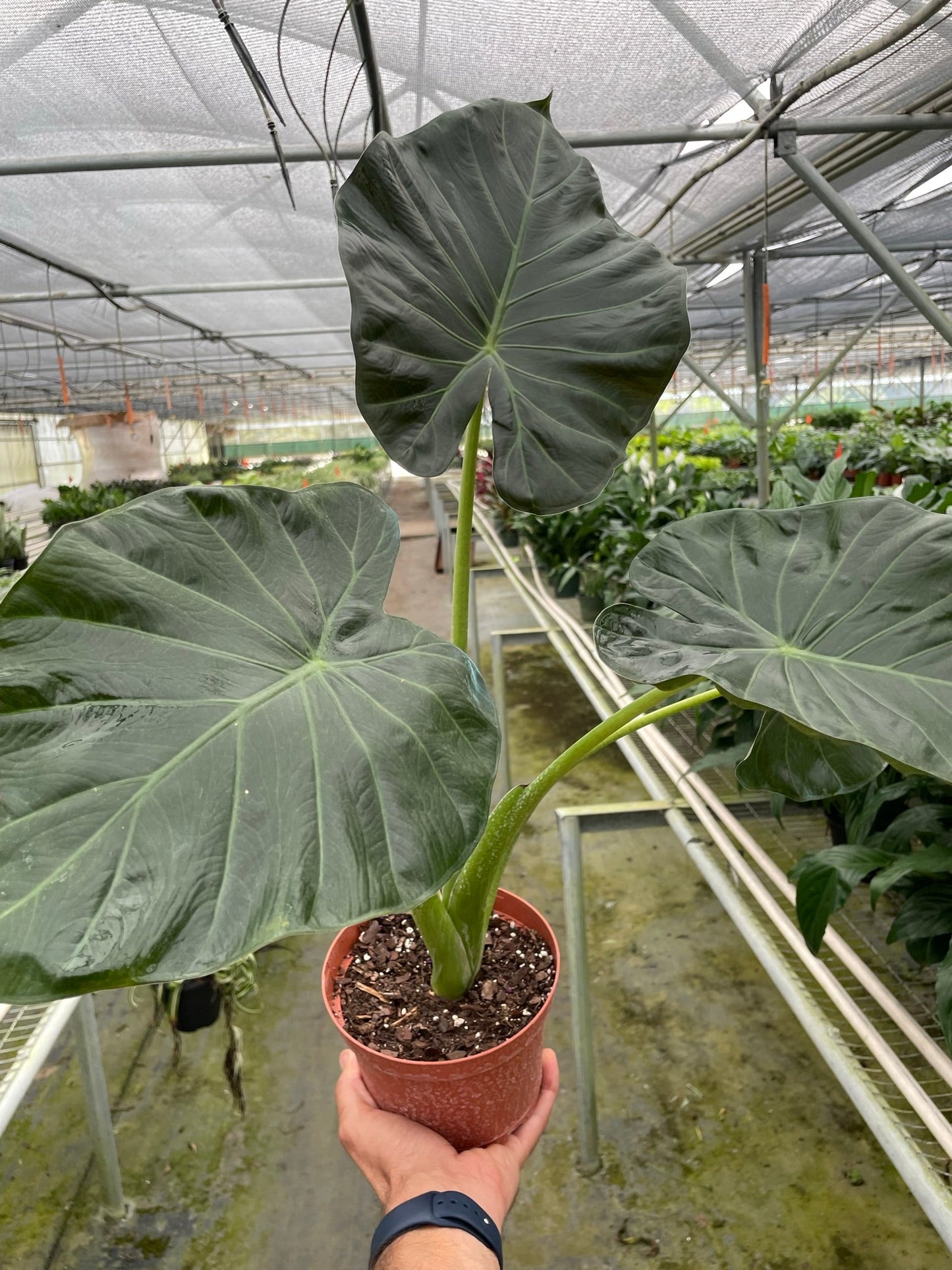 Regal Majesty: Alocasia 'Regal Shields' - Royal Splendor, Exotic Elegance with Grand Foliage, Indoor Plant