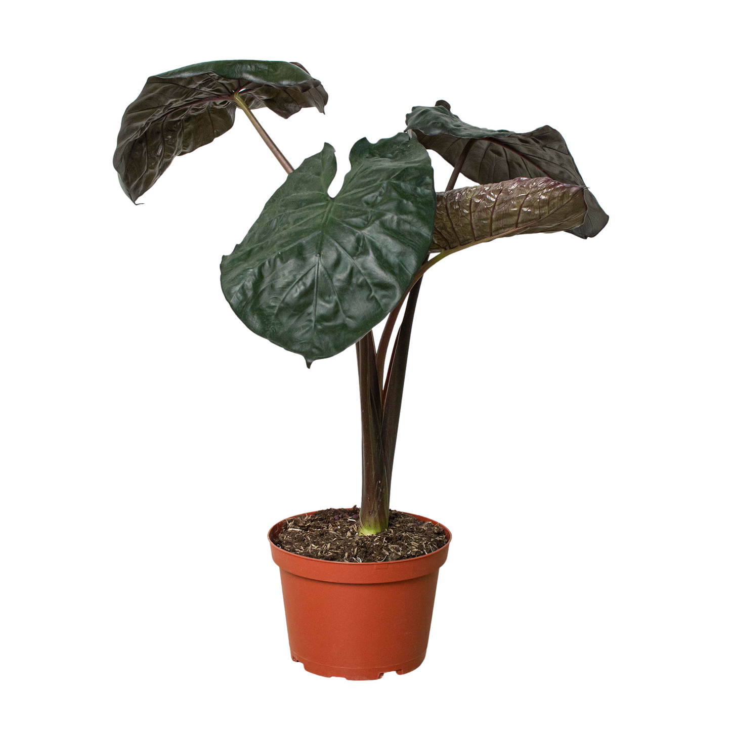 Jungle Royalty: Alocasia 'Serendipity' - King of the Indoor Jungle: Majestic Black Elephant Ear Indoor Plant